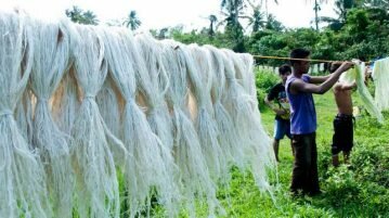 Tecido de fibra de abacaxi pode substituir couro animal materia-prima-abacaxi-tenis-ecologico