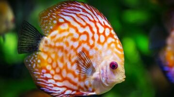 Peixes são seres sensíveis que sentem emoção e dor peixe-animal-senciente-dor