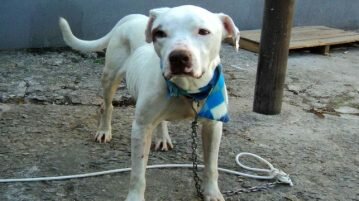 Benefícios de acariciar um cachorro cao-ccz-