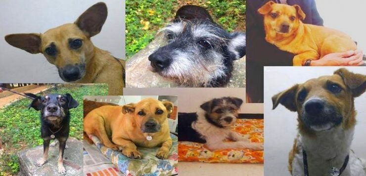 Associação Natureza em Forma associacao natureza em forma