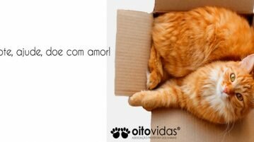 Associação Protetora dos Animais Oito Vidas oito-vidas