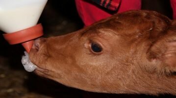 Veganismo afeta o crescimento da indústria de abate de bebês de vacas abate de bebes de vacas