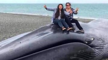 Selfies com animais: turistas desrespeitam e escrevem no corpo de baleia morta selfies-com-animais