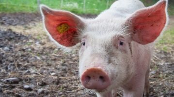 Motivos pelos quais veganos não ficam tentados a comer bacon veganos