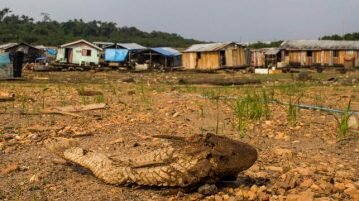 Destruição da natureza é tão perigosa quanto mudanças climáticas, alertam cientistas destruicao da natureza