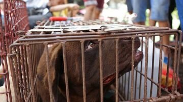 Plataforma ajuda cidadãos chineses a combater o comércio ilegal de carne de cachorro comércio ilegal de carne de cachorro