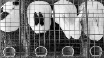 Novo sistema de inteligência artificial pode acabar com testes em animais para sempre testes em animais