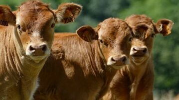 PL31: o projeto da lei anti-embarque de animais e suas lições para a causa animal causa animal