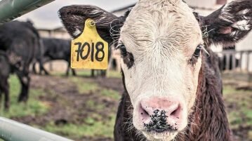 Poluição do ar vem de fazendas de exploração animal e afeta função cognitiva humana, diz estudo exploração animal