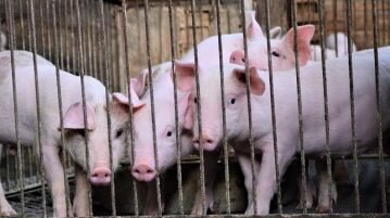 Século XXI: a manipulação da indústria, da mídia e nosso desconhecimento total da realidade do planeta e dos animais realidade do planeta e dos animais