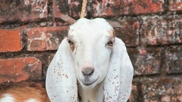 Rituais religiosos sem sacrifício de animais sacrifício de animais