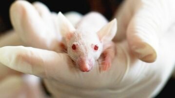 Avanço “In Vitro” pode acabar com testes em animais na pesquisa de carcinógenos testes em animais
