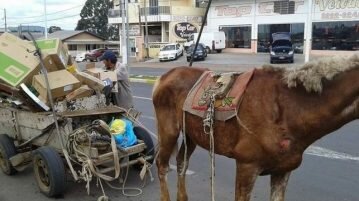 Carroças: a crueldade que persiste nas ruas carroças
