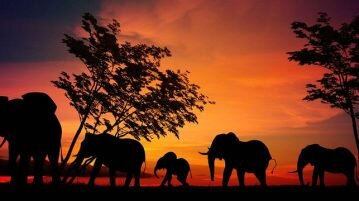 Dia Mundial dos Animais e da Natureza: somos parte de um todo dia mundial dos animais