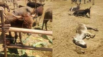 Jumentos sofrem maus-tratos e morrem por falta de alimentação e água no Nordeste jumentos