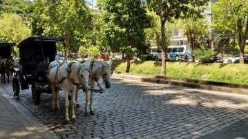 Cavalos livres em Petrópolis (RJ): população vota pelo fim das charretes cavalos