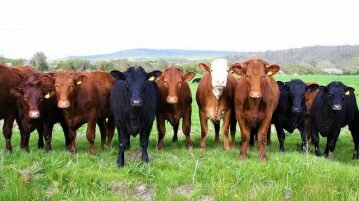 100 mil animais por ano: Brasil exportará gado vivo para o Irã gado vivo