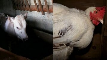 O que há de errado com leite e ovos? leite e ovos
