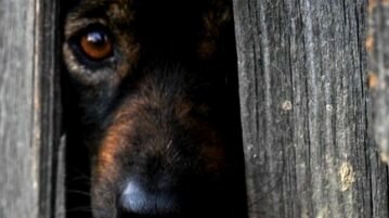 Criminologia aborda temas sobre animais e os maus-tratos maus-tratos