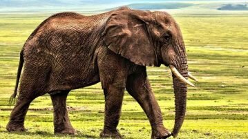 Populações de animais diminuíram 60% devido à caça, pesca predatória e mudanças climáticas, diz WWF animais