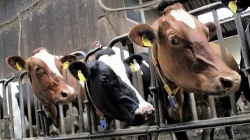 Por que comer carne é muito mais do que uma questão de direitos dos animais direitos dos animais