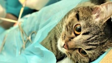 Esterilização não é crueldade, é responsabilidade esterilização