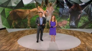Programa Fantástico mostra maus-tratos a jumentos criados para serem abatidos e exportados maus-tratos-a-jumentos