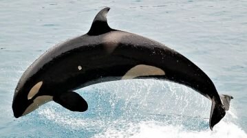 Estudo diz que mais de 50% das orcas selvagens do mundo podem desaparecer orcas selvagens