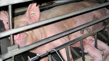 Porcas estão morrendo em número recorde porque seus úteros estão caindo porcas
