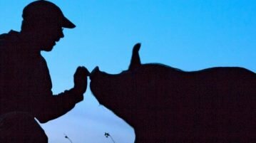 The last pig – O último porco porco