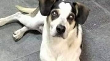 Justiça: ativistas e internautas exigem punição pela morte de cachorro no Carrefour de Osasco-SP cachorro