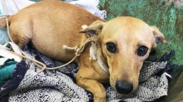 Idoso salva cão de atropelamento com carrinho de mão cão